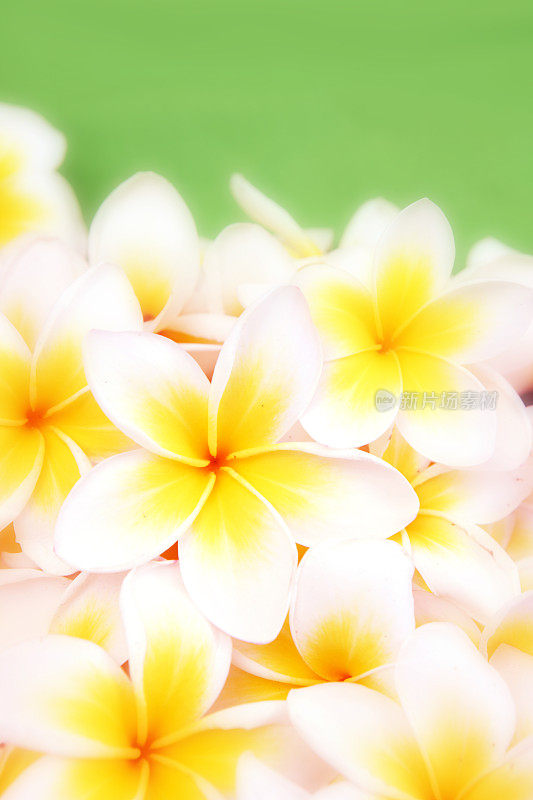 花园Frangipanies (plumeria)